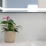 Estudio * La Lajita